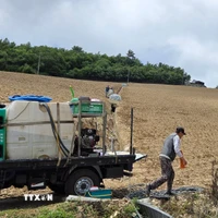 Xe tải cấp nước tưới cho cánh đồng bắp cải tại Gangneung, Hàn Quốc ngày 11/7/2025. (Ảnh: YONHAP/TTXVN)