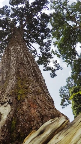 Quản lý rừng và cấp chứng chỉ rừng bền vững. (Ảnh: Hùng Võ/Vietnam+)