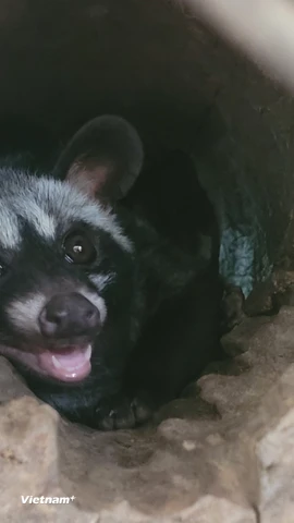 Tổ chức, cá nhân không được sử dụng các công cụ, phương tiện mang tính tận diệt, hủy diệt để khai thác mẫu vật từ tự nhiên loài nguy cấp, quý, hiếm (trừ một số trường hợp khai thác phục vụ nghiên cứu khoa học, đối ngoại, bảo tồn khi được cơ quan có thẩm quyền phê duyệt). (Ảnh: Hùng Võ/Vietnam+)