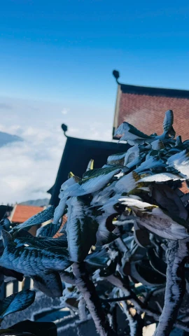 Băng giá phủ trắng đỉnh Fansipan. 