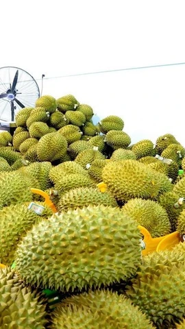 Sầu riêng xuất khẩu được tập kết tại một vựa trái cây ở huyện Tân Phú, tỉnh Đồng Nai. (Ảnh: Hồng Đạt/TTXVN)