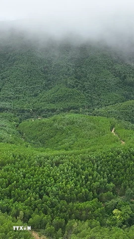 Trong năm 2025, diện tích rừng trồng mới tập trung trên cả nước ước đạt 323,3 nghìn ha. (Nguồn ảnh: TTXVN)