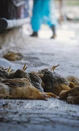 Gà nhiễm virus cúm A/H5N6. (Ảnh minh họa. Nguồn ảnh: TTXVN)