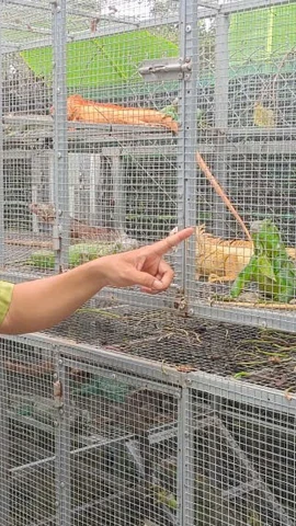 Cục Lâm nghiệp và Kiểm lâm phối hợp cùng các lực lượng kiểm tra cơ sở nuôi tại xã Thoại Sơn, tỉnh An Giang.