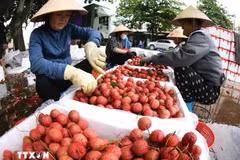 Đóng gói vải thiều xuất khẩu ở vùng sản xuất vải thiều Lục Ngạn, tỉnh Bắc Ninh. (Ảnh: Vũ Sinh/TTXVN)