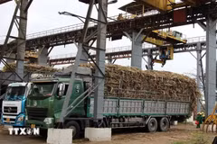 Biện pháp phòng vệ thương mại không chỉ góp phần nâng cao năng lực cạnh tranh của ngành đường trong nước mà còn giúp khôi phục vùng nguyên liệu, cải thiện thu nhập cho người trồng mía.(Ảnh: Tường Quân/TTXVN)