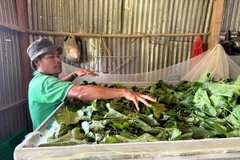 Trồng dâu nuôi tằm là một trong những mô hình sinh kế giúp người dân giảm nghèo hiệu quả. (Ảnh: PV/Vietnam+)