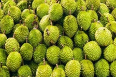 Hơn 90% sản lượng sầu riêng Việt Nam được tiêu thụ tại thị trường Trung Quốc. (Ảnh: PV/Vietnam+)