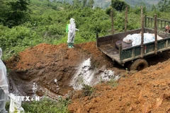 Tiêu hủy lợn do mắc dịch tả lợn châu Phi. (Ảnh: TTXVN)