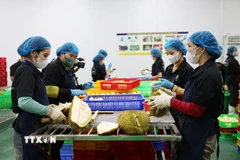Công nhân bóc múi, cấp đông sầu riêng. (Ảnh: Hoài Thu/TTXVN)