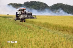 Thu hoạch lúa gạo ở xã An Nhơn, huyện Đạ Tẻh, tỉnh Lâm Đồng. (Ảnh: Hồng Đạt/TTXVN)
