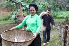 Các hộ gia đình tại xã Nghĩa Đô, tỉnh Lào Cai nuôi trồng quy mô nhỏ kết hợp du lịch sinh thái cộng đồng giúp ổn định sinh kế, mang lại hiệu quả rõ rệt trong giảm nghèo bền vững. (Ảnh: PV/Vietnam+)