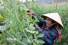 Các mô hình sản xuất nông nghiệp đã hỗ trợ các hộ nghèo, cận nghèo áp dụng khoa học công nghệ, nâng cao năng suất và chất lượng sản phẩm. (Nguồn: Vietnam+)