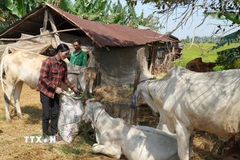 Các chính sách giảm nghèo được triển khai toàn diện, bao gồm tín dụng ưu đãi, dạy nghề. (Nguồn: TTXVN)