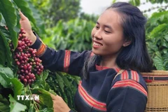 Thu hoạch càphê. (Ảnh: Hồng Điệp/TTXVN)