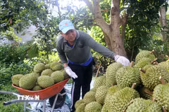 Người dân thu hoạch sầu riêng Ri6. (Ảnh: Thu Hiền/ TTXVN)