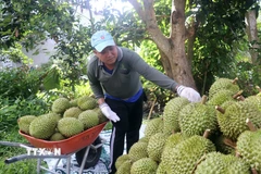 Người dân thu hoạch sầu riêng Ri6. (Ảnh: Thu Hiền/ TTXVN)