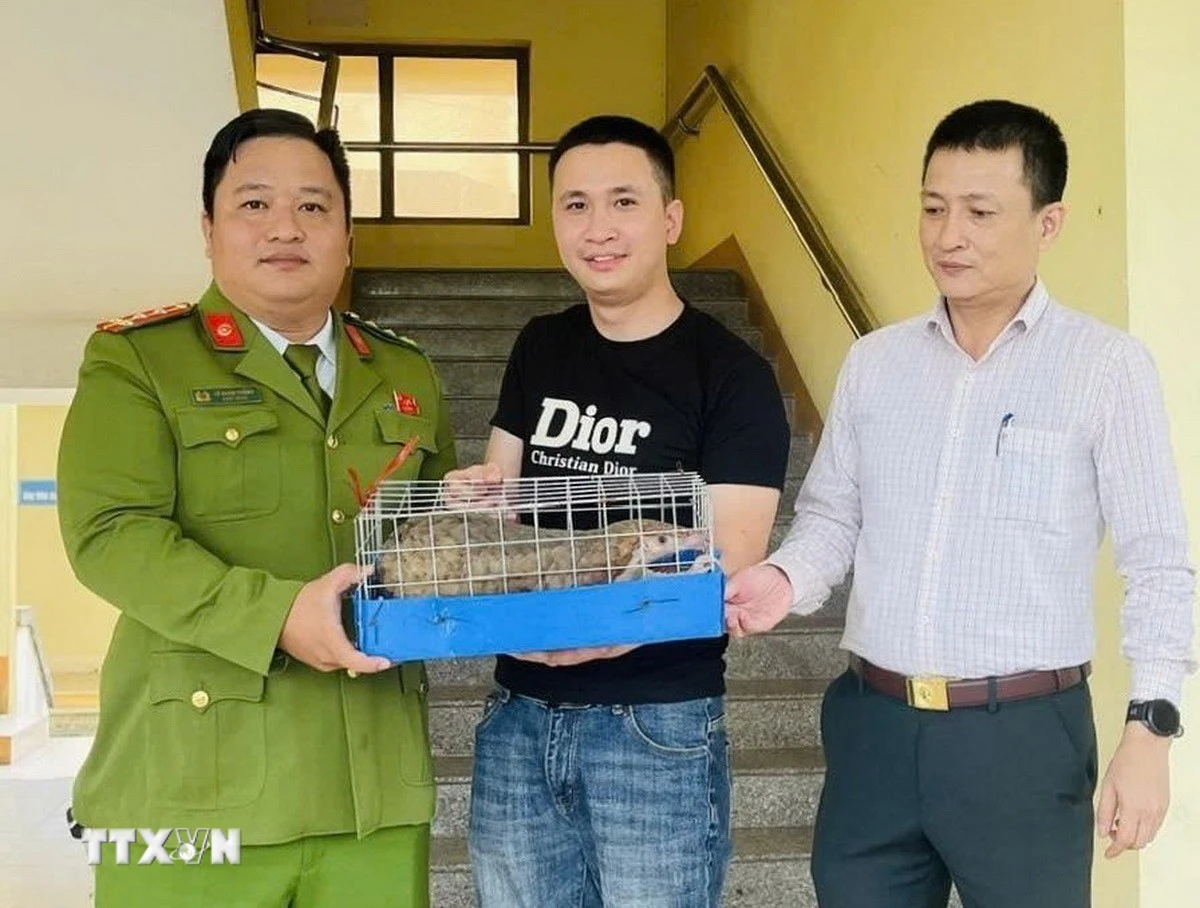 Quảng Trị tiếp nhận cá thể tê tê quý hiếm từ người dân để bảo tồn