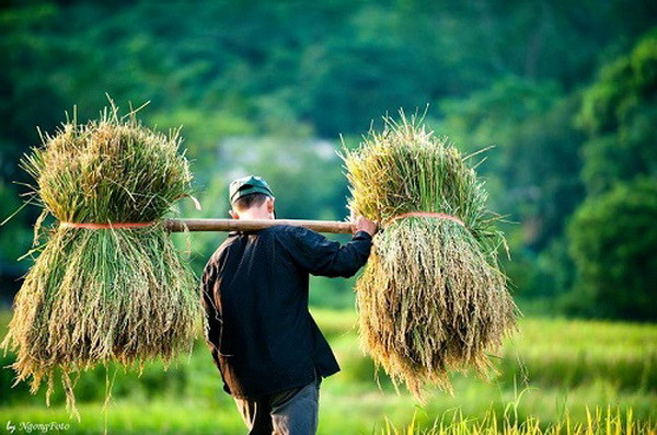 Nông dân nhiều vùng vui cùng bản tin radio đặc biệt của MobiFone ảnh 2