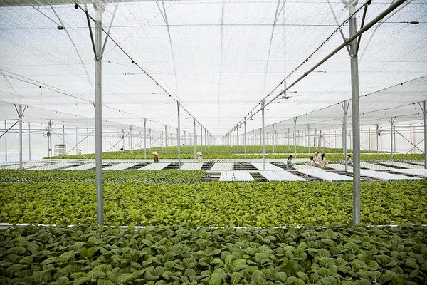 Vingroup hỗ trợ nông dân làm nông nghiệp sạch và an toàn ảnh 2