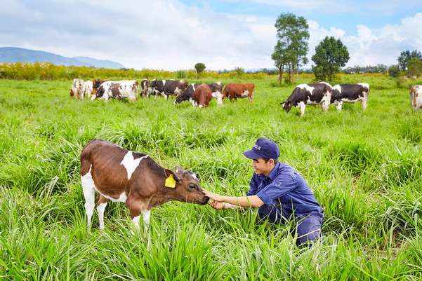 Trang trại bò sữa Organic của Vinamilk tại Lâm Đồng. Vinamilk đạt chứng chỉ trang trại bò sữa Organic tiêu chuẩn ảnh 1