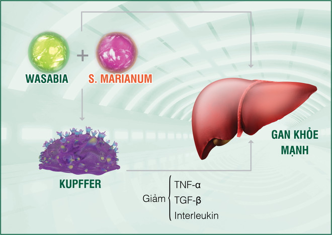 Tế bào Kupffer "tăng động" - Phát hiện mới về kẻ hủy hoại gan ảnh 2