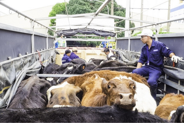 Vinamilk tiếp tục đưa đàn bò sữa Organic về Việt Nam ảnh 2