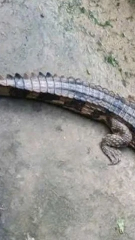 Con cá sấu do ông T. nuôi nhốt bị xổng chuồng cắn người bị thương. (Nguồn: Công an Nhân dân)