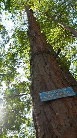 Quần thể cây trắc được bảo vệ nghiêm ngặt trong rừng đặc dụng Đăk Uy. (Ảnh: Dư Toán/TTXVN)