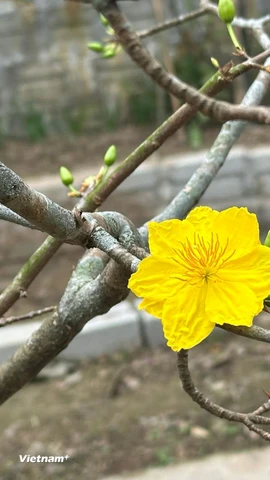 Hoa mai ngày Tết. (Nguồn: Vietnam+)