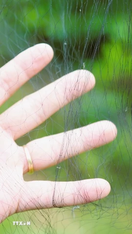 Lưới bẫy chim. (Ảnh minh họa. Nguồn: TTXVN)