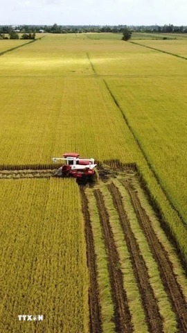 Thu hoạch diện tích thí điểm thực hiện Đề án sản xuất lúa chất lượng cao, phát thải thấp. (Ảnh: Nhựt An/TTXVN)