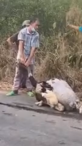 Một con đà điểu đã chết