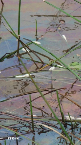 Váng dầu tràn ra ruộng sản xuất lúa của người dân xã Vạn Tường gây hiện tượng cá chết. (Ảnh: Phạm Cường/TTXVN)