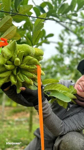“Thủ phủ” phật thủ Đắc Sở trầm lắng những ngày giáp Tết, giá tới 3 triệu/quả