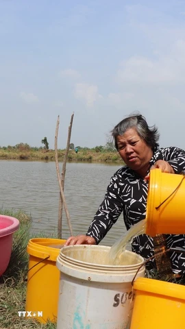 Nhà nằm trên tuyến Kênh Phèn - một trong những tuyến chưa có hệ thống nước sạch, bà Thạch Mỳ phải múc từng xô nước dưới ao nuôi cua bỏ hoang đem lên lắng phèn để sử dụng tắm, giặt. (Ảnh: Thu Hiền/TTXVN)
