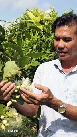 Ông Trần Văn Phục giới thiệu về giống mận (roi) Sân Tiên do chính ông lai tạo. (Ảnh: Trung Kiên/TTXVN)