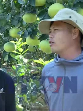 'Thủ phủ' quất, bưởi cảnh Văn Giang sẵn sàng cho thị trường Tết