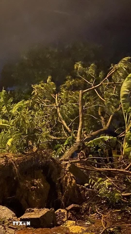 Cây cối ngã đổ do gió quật. (Ảnh: Lê Phước Ngọc/TTXVN)