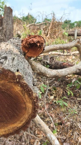 Nhiều thân cây gỗ vẫn còn nằm ngổn ngang tại hiện trường vụ phá rừng ở lô 7, khoảnh 2, tiểu khu 930, xã Ia Púch. (Ảnh: Hoài Nam/TTXVN)