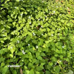 (Nguồn: Vietnam+)