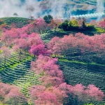 Ngắm 'dải lụa hồng' mai anh đào ở Sa Pa