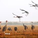 Vườn Quốc gia Tràm Chim thu hút nhiều sếu đầu đỏ về trú ngụ. (Ảnh: TTXVN phát)