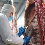 (Ảnh minh họa: Thanh Tân/TTXVN)