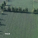 Diện tích trồng chè tập trung tại xã Bình Thuận, tỉnh Sơn La. (Ảnh: Quang Quyết/TTXVN)