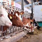 Bò sữa được nuôi tại trang trại ở Froideville, Thụy Sĩ. (Nguồn: THX/TTXVN)