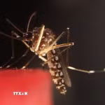 Muỗi Aedes aegypti. (Ảnh: THX/TTXVN)