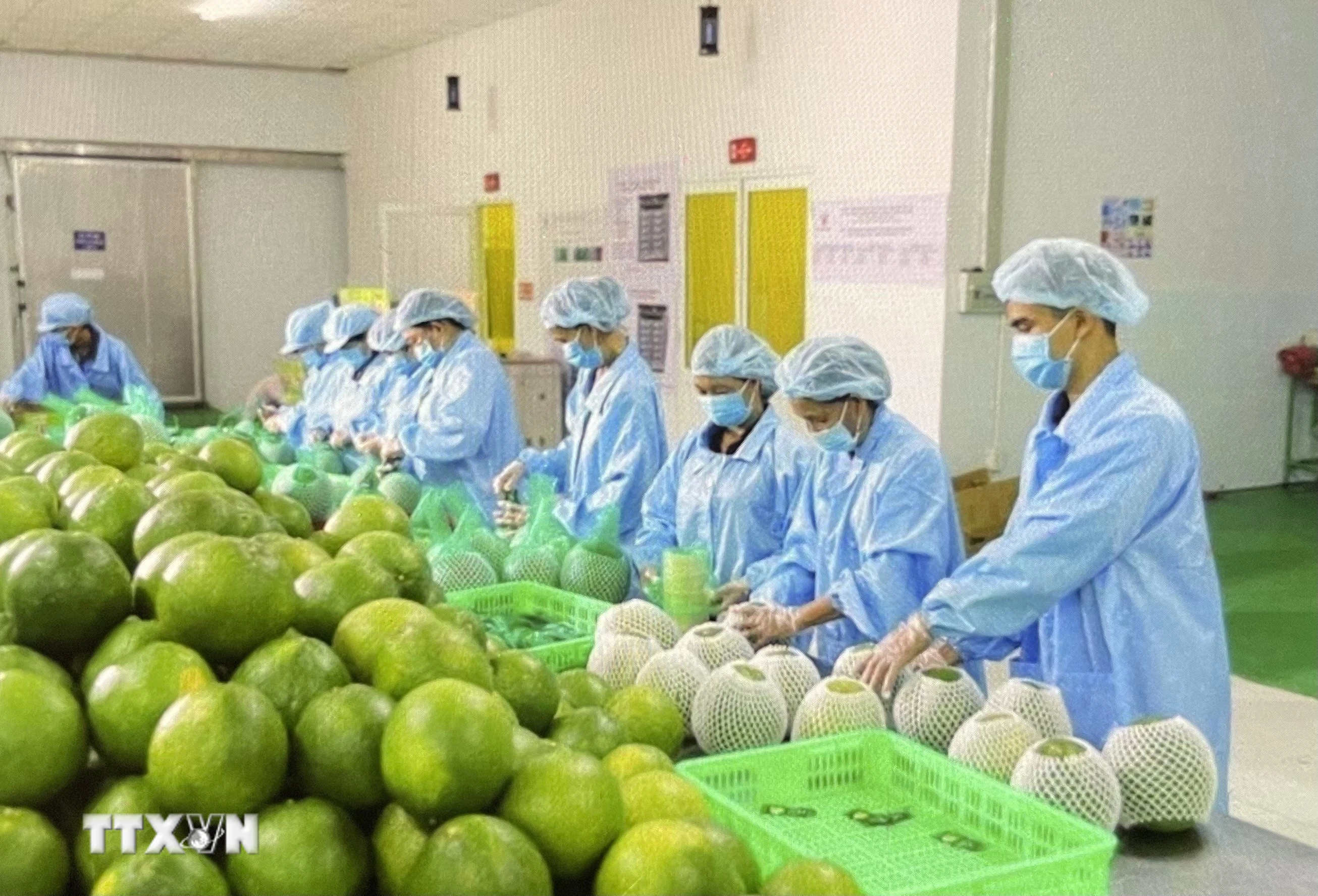 Mở Lộ Trình Xanh, Hàng Không Đưa Nông Sản Việt Vào Thị Trường Trung Đông
