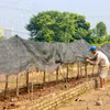 Người dân đang chăm sóc, phục hồi cây hoa trồng sau thiệt hại nặng nề vì mưa ngập. (Ảnh: Trương Nhi/Vietnam+)