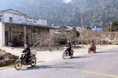 Người dân vận chuyển những cành đào của gia đình để cung cấp cho thương lái tại khu vực xã Lóng Luông, huyện Vân Hồ. (Ảnh: Quang Quyết/TTXVN)